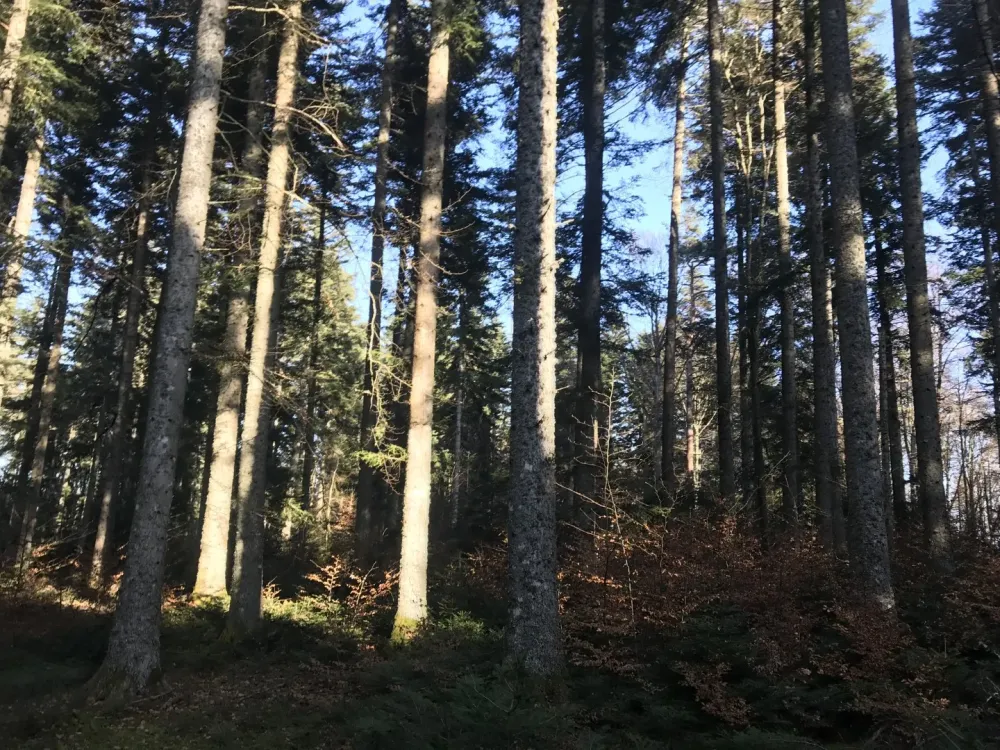 Sylviculture et plantation en Livradois-Forez