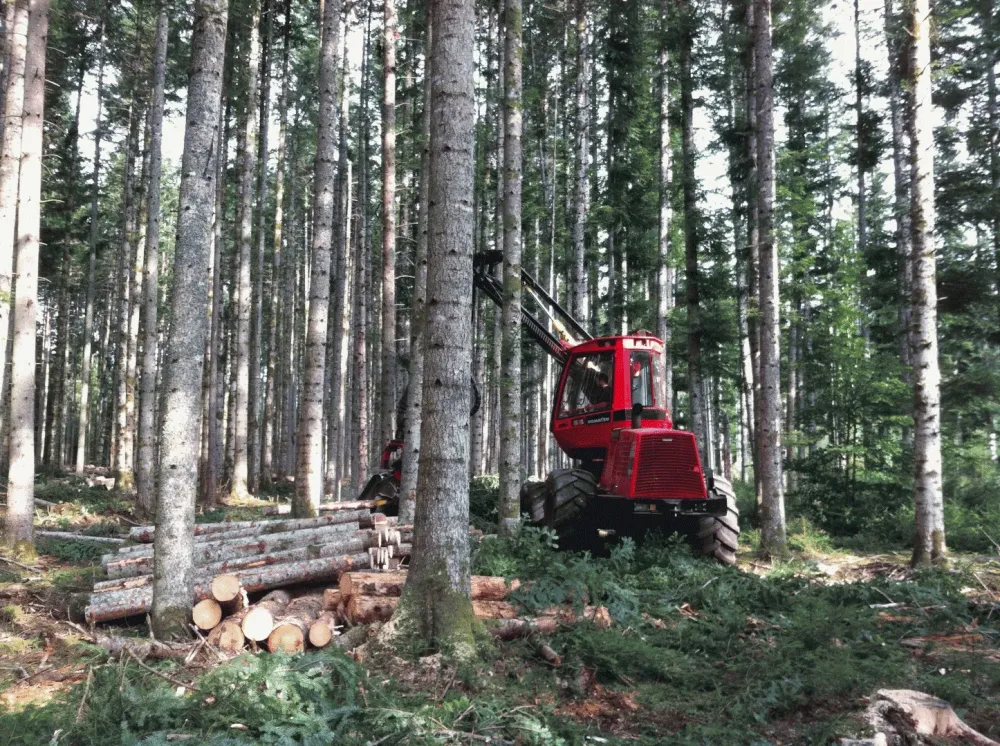 Que faire dans sa forêt tout au long de l’année ?