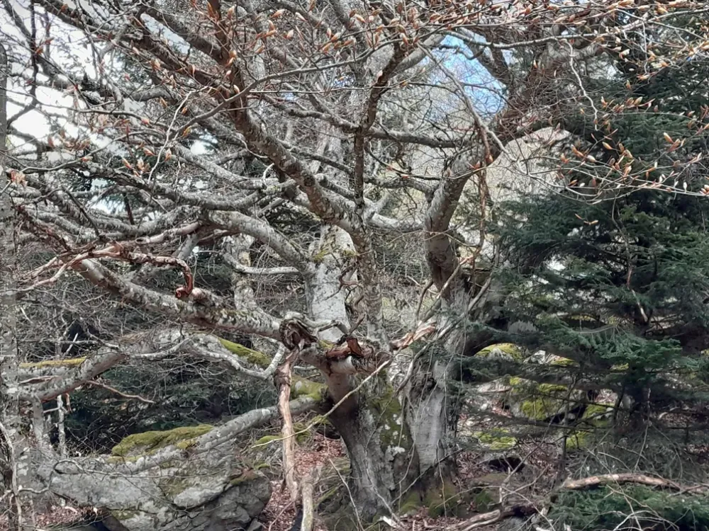 Le détourage des feuillus