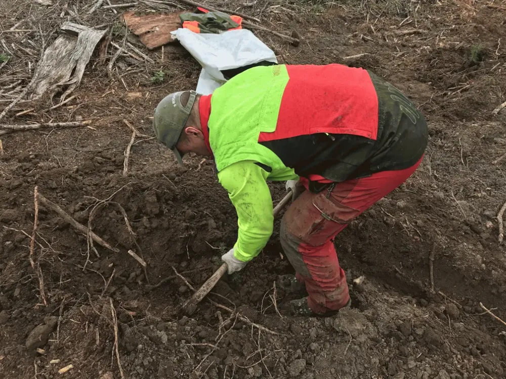 Planter des arbres en Livradois-Forez