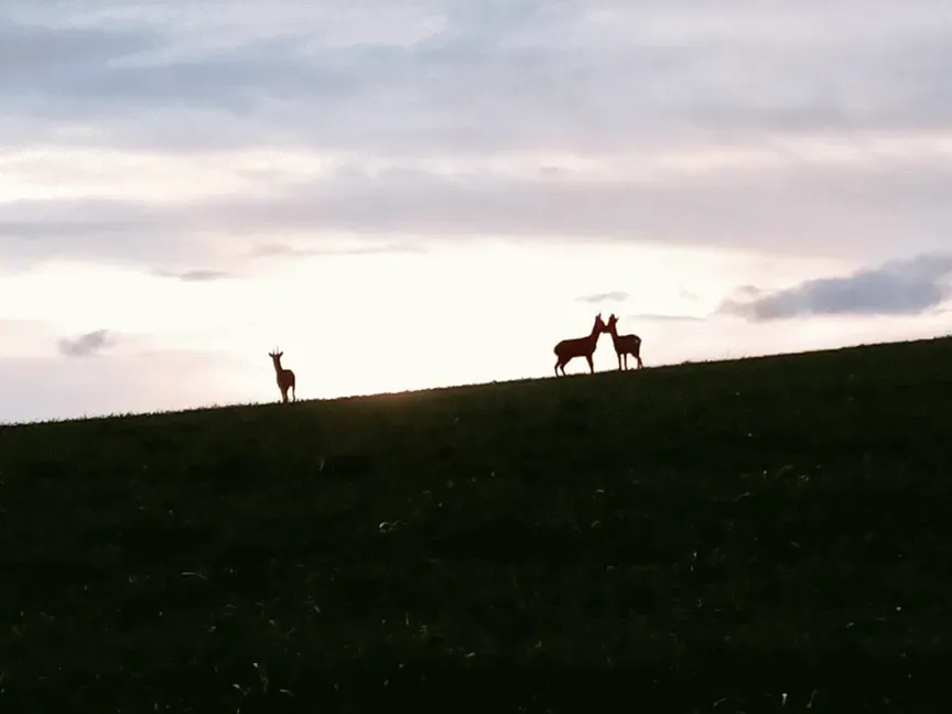 Le chevreuil et les plantations en Livradois Forez