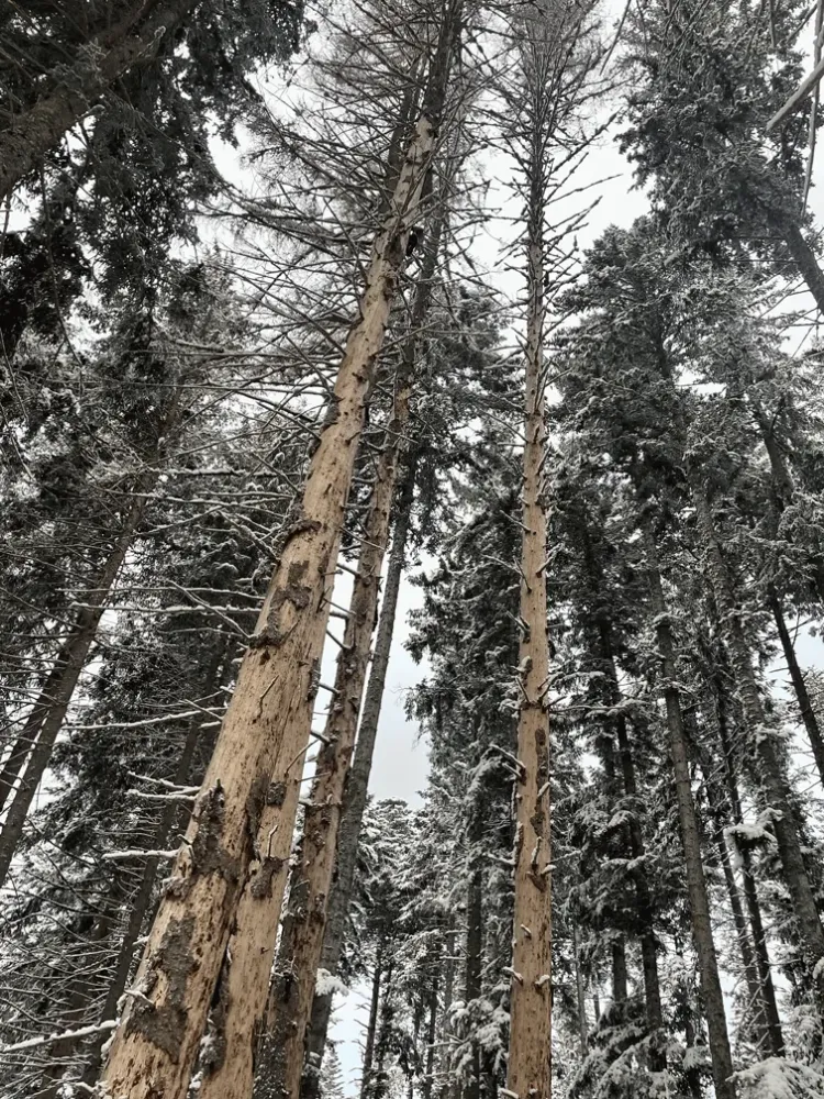 Les dépérissements en forêt