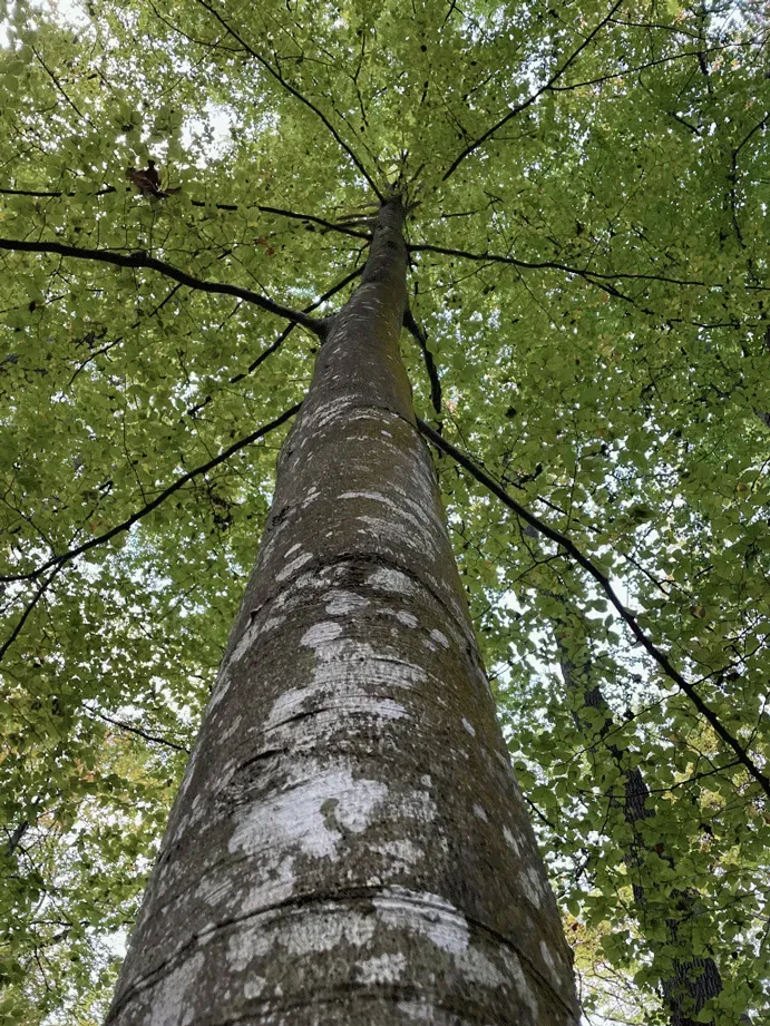 La forêt face au changement climatique