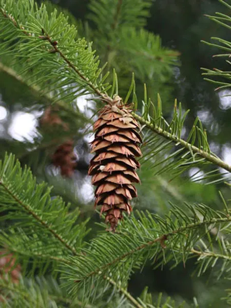Les caractéristiques du douglas