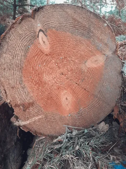 Le douglas : un choix intéressant, mais à raisonner