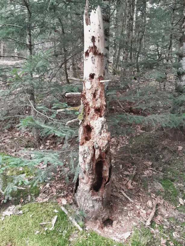 Les documents de gestion durable des forêts privées