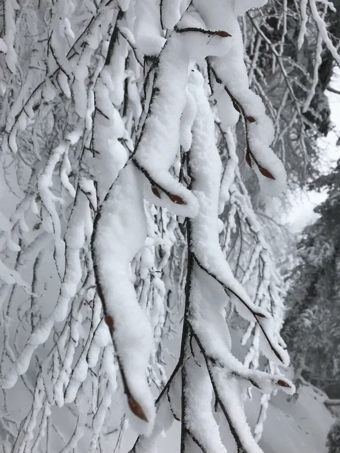 Un hiver difficile pour les arbres