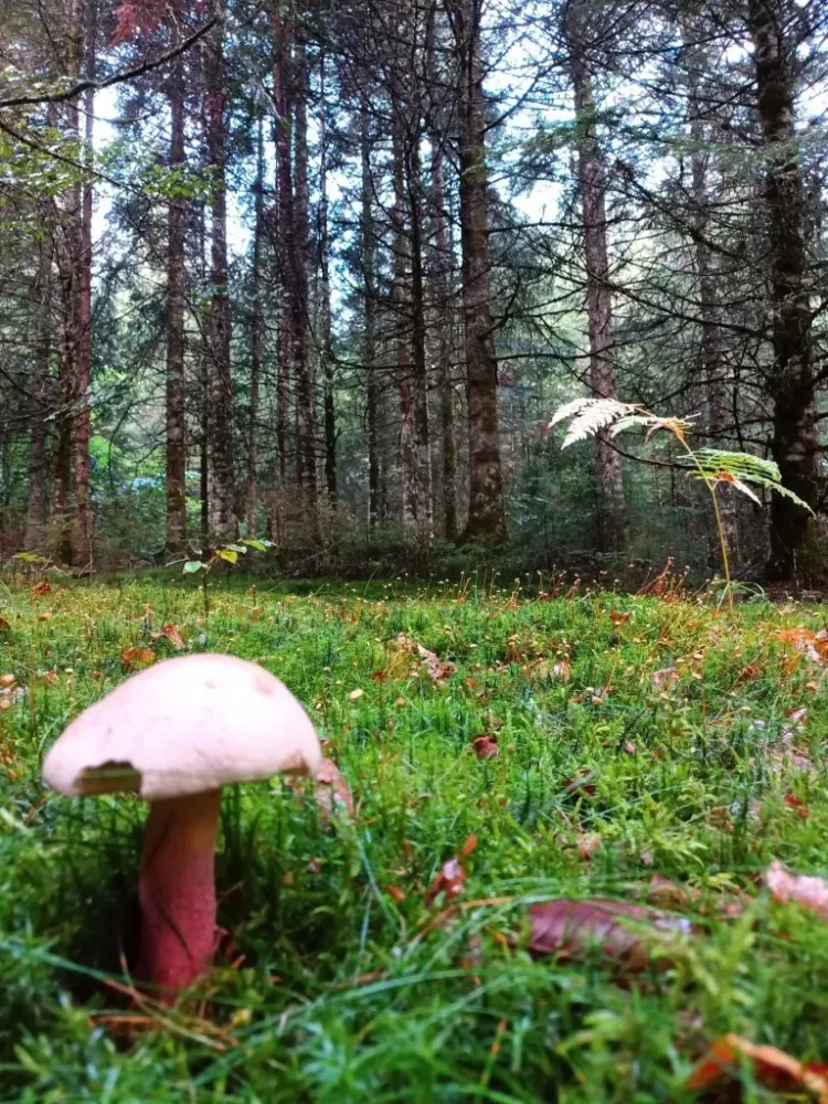 Gestion forestière à Bertignat