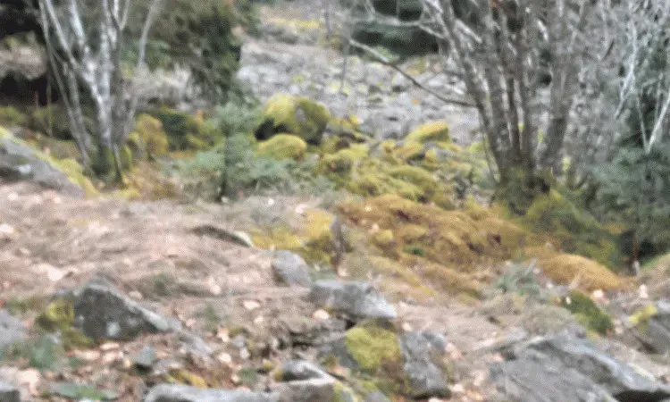 Recherche et délimitation de parcelles de bois sur la commune de Saint Germain l'Herm