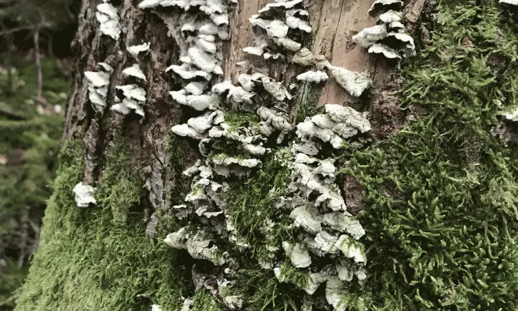 Travaux sylvicoles à Bertignat