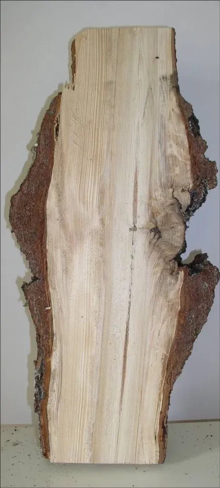 imgi_227_chancre_coupe (2)