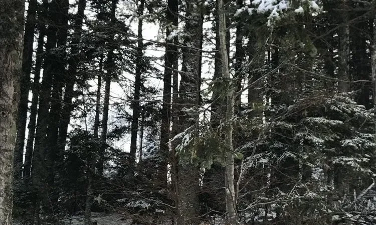 imgi_94_img_0564_r1 (2)