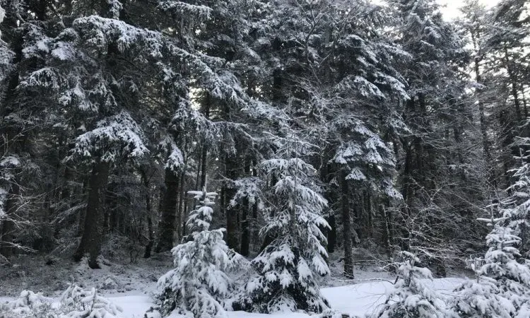 imgi_96_img_0580 (2)