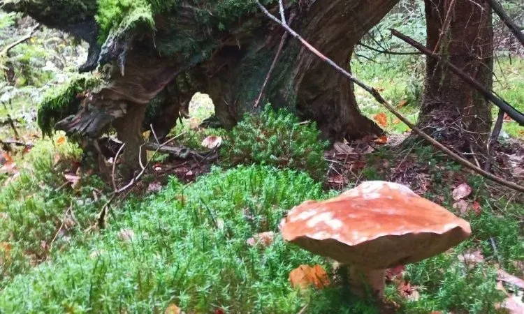 imgi_149_image00000011 (2)