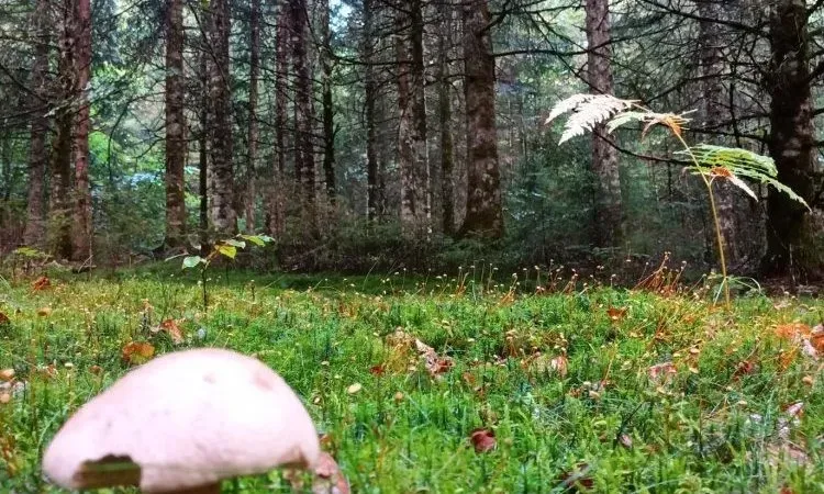 imgi_151_image0000001 (2)