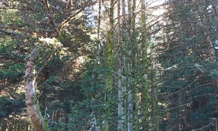 imgi_152_image00000013 (2)