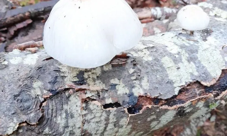 imgi_164_20221011_154515_r1 (2)