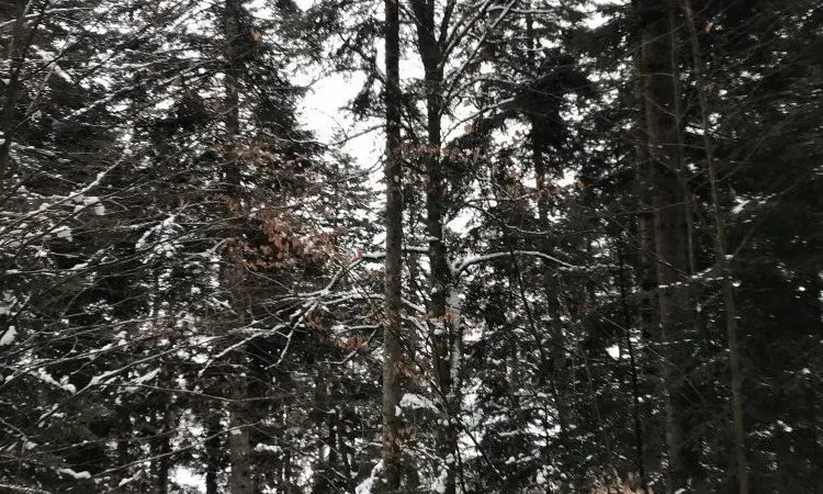 imgi_175_img_1714_r1 (2)