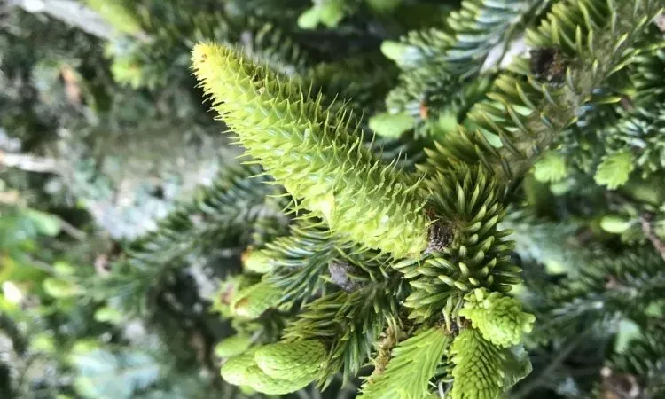 imgi_176_img_2167 (2)