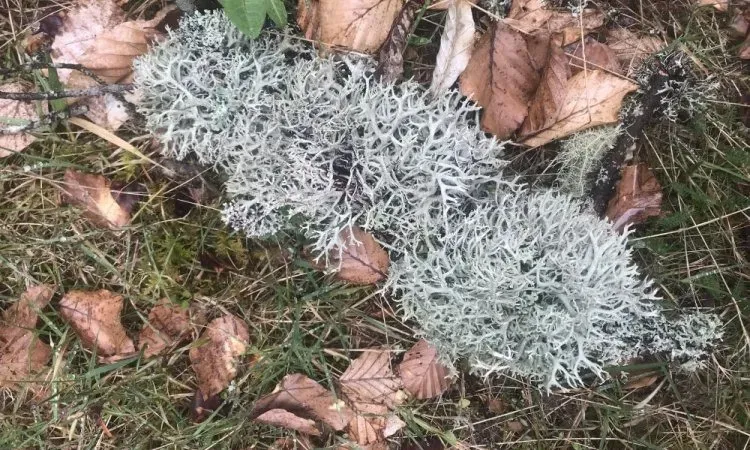 imgi_179_img_1972 (2)