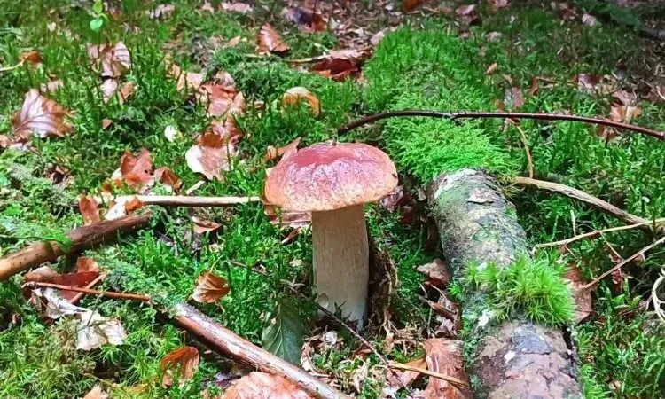 Rédaction d'un document de gestion durable sur la commune de Bertignat