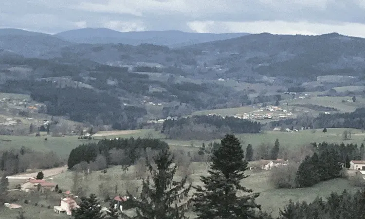 Coupe d’entretien en peuplement de pins sur la commune de Bertignat