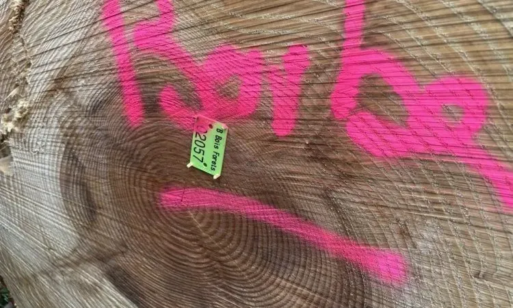 Estimation forestière sur Ambert