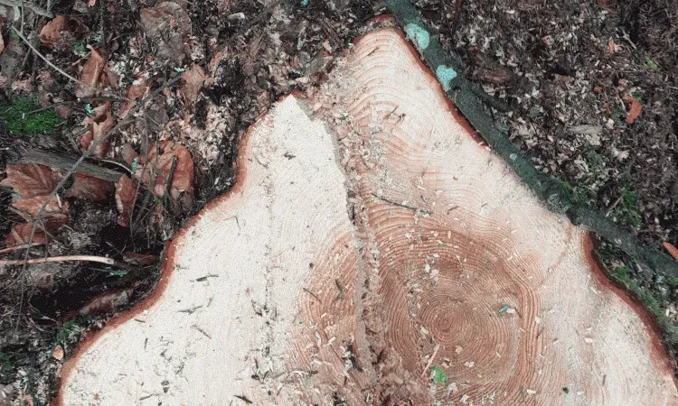 recolte de bois (98)