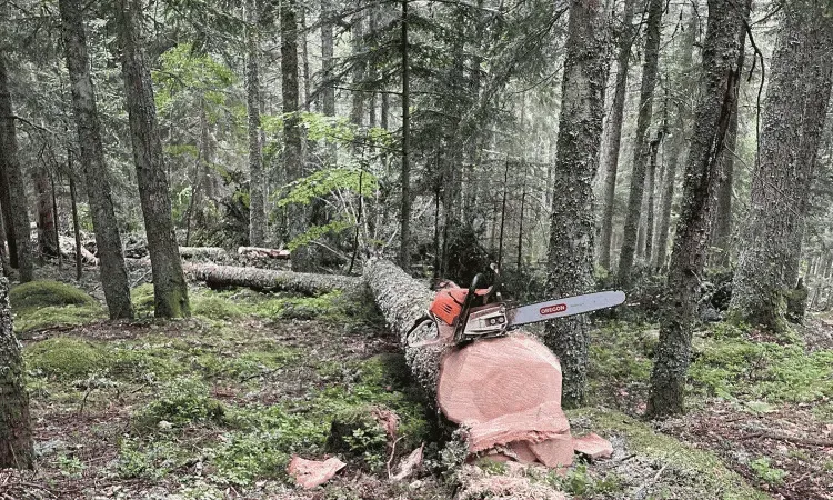 recolte de bois (54)