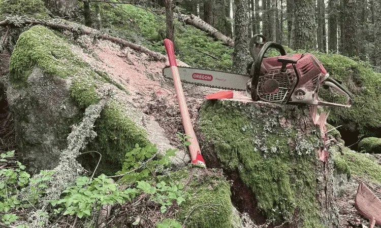 recolte de bois (60)