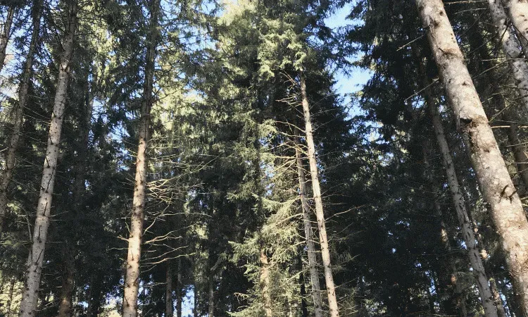 recolte de bois (61)