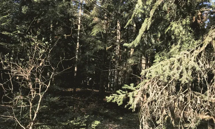 recolte de bois (64)