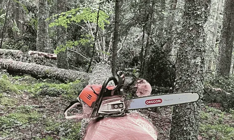 recolte de bois (66)