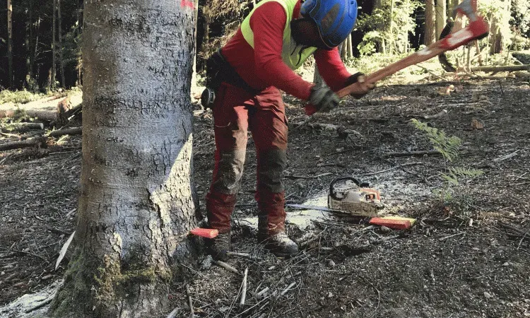Gestionnaire forestier à Bertignat