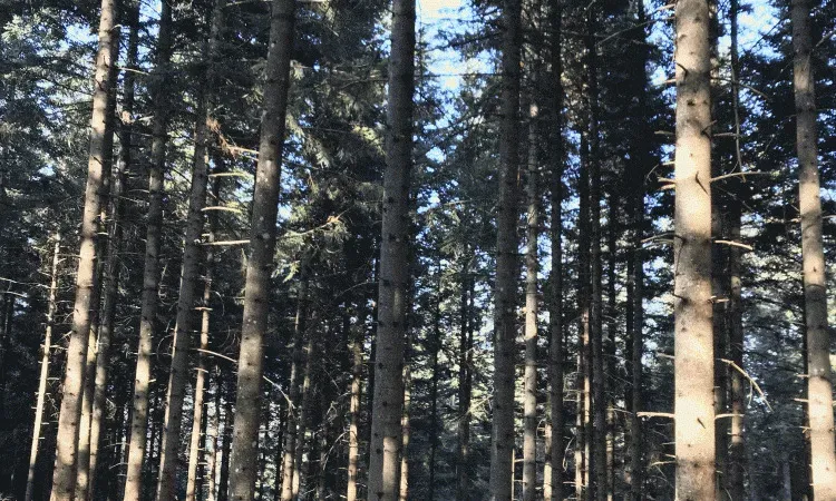 recolte de bois (73)