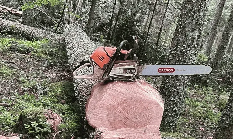 recolte de bois (76)