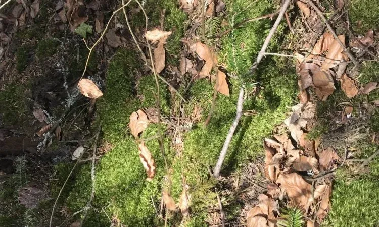 recolte de bois (213)