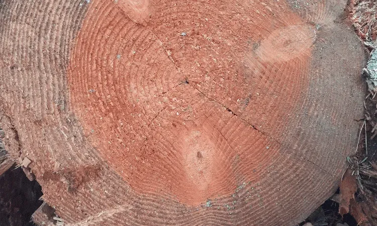 recolte de bois (103)