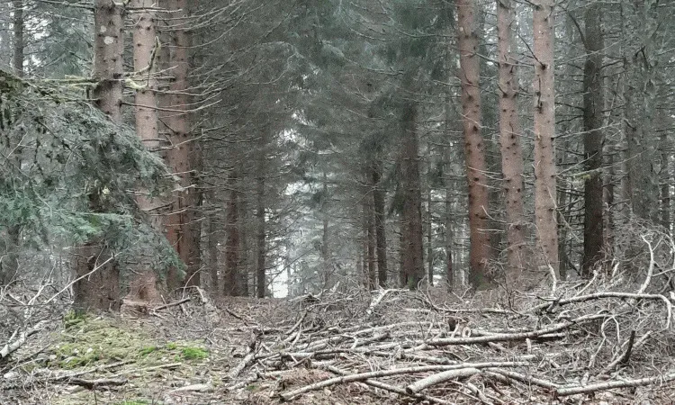 recolte de bois (107)