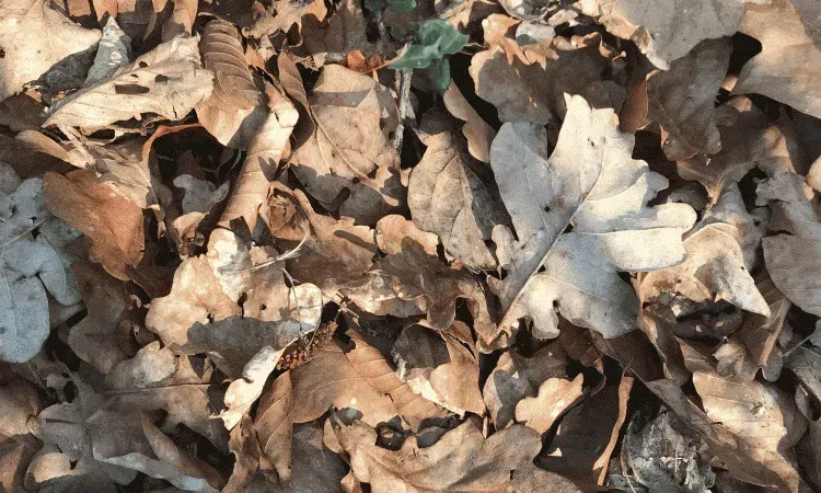 recolte de bois (111)