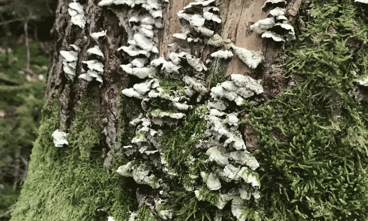 recolte de bois (114)