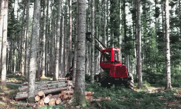 recolte de bois (115)