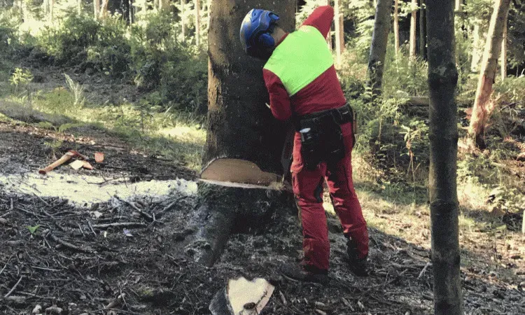 recolte de bois (120)