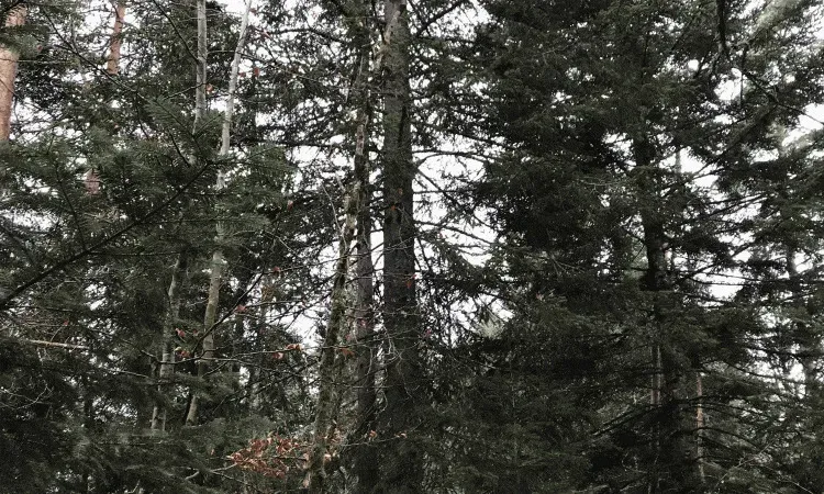 Que faire dans sa forêt tout au long de l'année ?