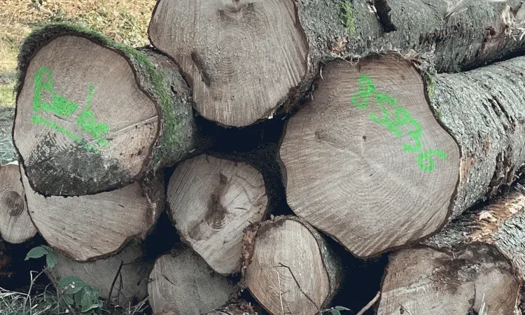 Exploitation forestière à Bertignat