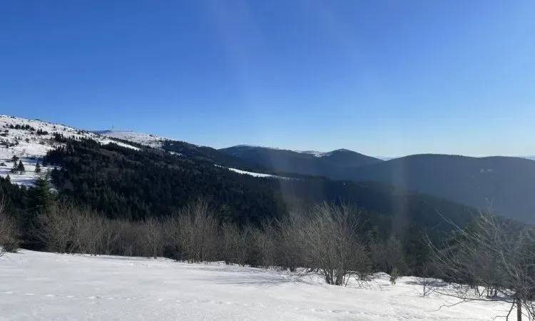 La neige cause-t-elle des dégâts sur les arbres ?