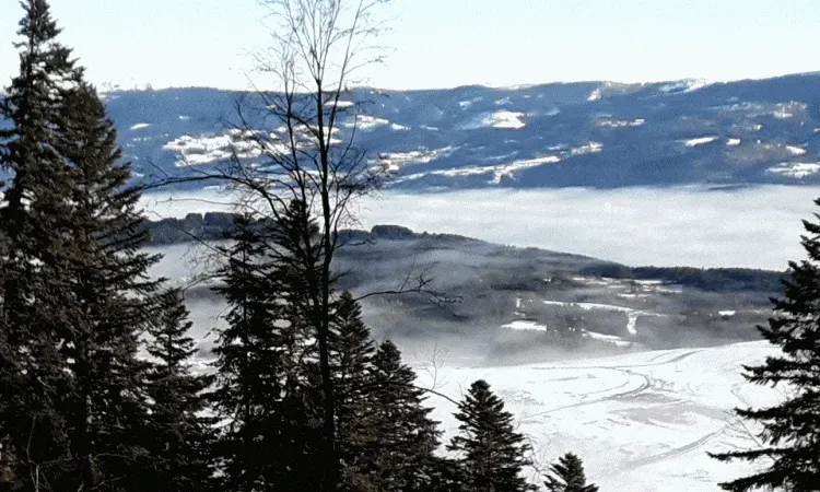 recolte de bois (217)