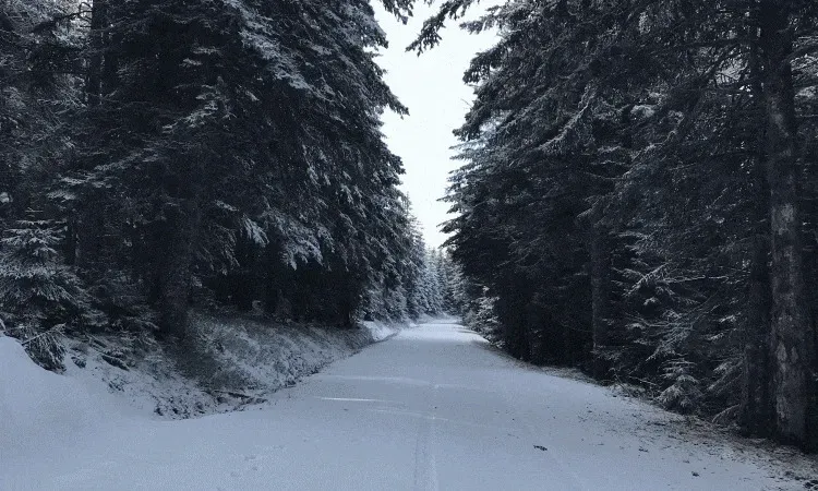 recolte de bois (218)