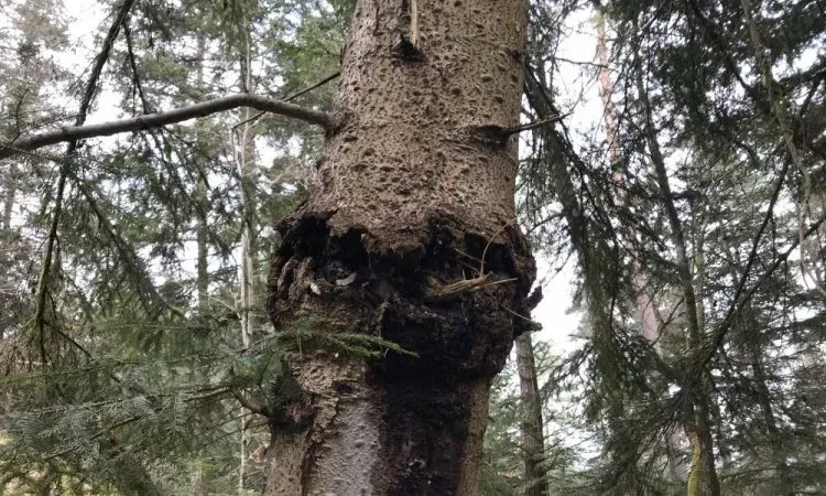 recolte de bois (225)