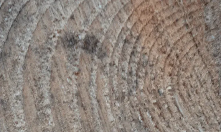 recolte de bois (226)